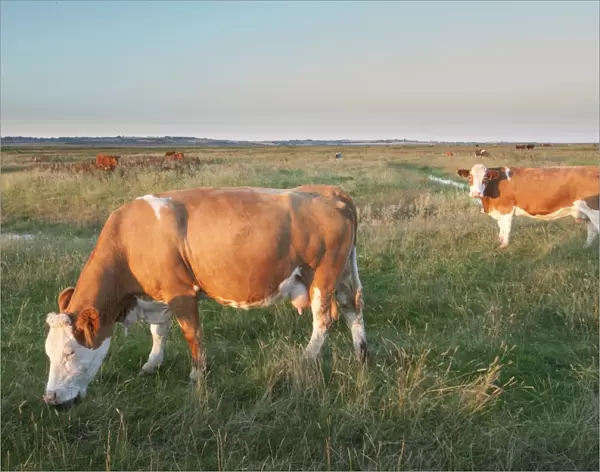 Domestic Cattle, beef crossbreed cows, feeding on coastal grazing marsh habitat