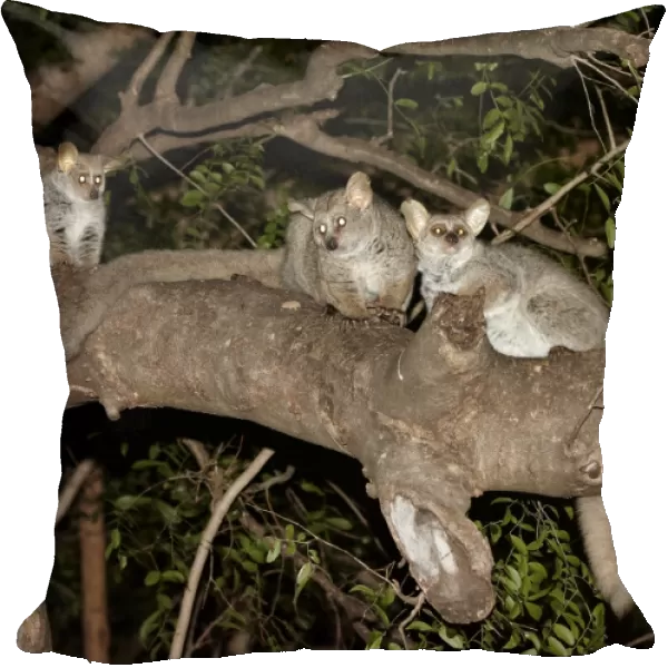 Brown Greater Galago (Otolemur crassicaudatus) three adults, sitting on branch at night, Pafuri Reserve