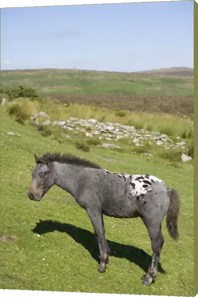 Horse, Dartmoor Pony, foal, grazing on moorland habitat, Dartmoor N. P. Devon, England, July