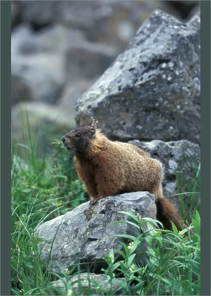 Yellow-bellied Marmot (Marmota flaviventris) Yellowstone National Park, USA