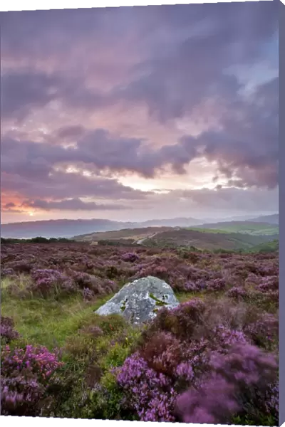 View of standing stone with flowering heather being blown in wind on moorland at sunrise, Whit Stones, Porlock Common