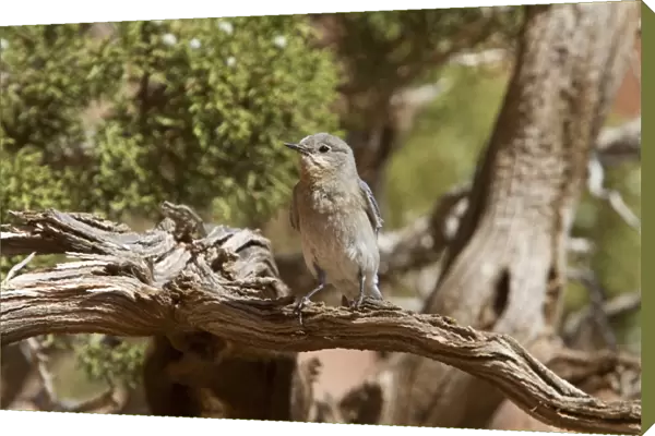 Western Bluebird female bird - Utah USA