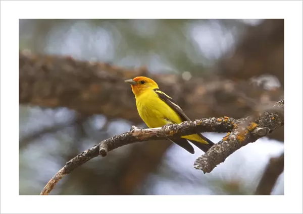 Western Tanager Male coming into breeding plumage, Utah, America