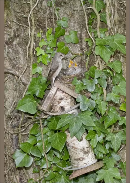 Spotted Flycatcher nesting on solitary bee hive
