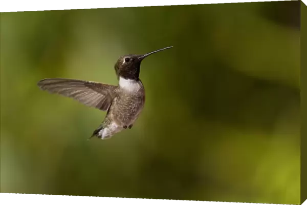 Black Chinned Hummingbird male hovering