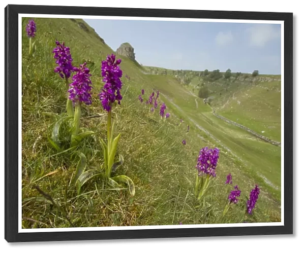 Early Purple Orchid (Orchis mascula) flowering, growing on slope in habitat, with Peters Stone in distance