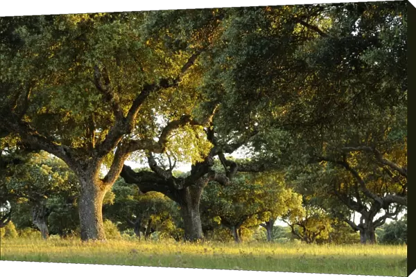Holm Oak (Quercus ilex) habit, dehesa habitat in late evening sunlight, Spain, june