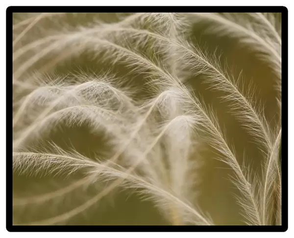 European Feather Grass (Stipa pennata) close-up of awns, Causse de Gramat, Massif Central, Lot Region, France, June
