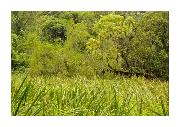 View of swamp in forest habitat, Kahuzi-Biega N. P. Kivu Region, Democratic Republic of Congo, november