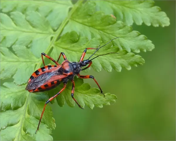 Red Assassin Bug (Rhynocoris iracundus) adult, resting on fern frond, Italy, july