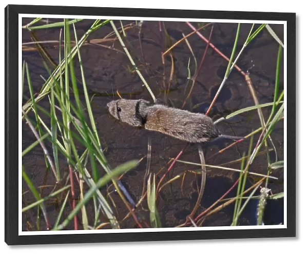 Field Vole (Microtus agrestis) adult, swimming in shallow water, Norfolk, England, July