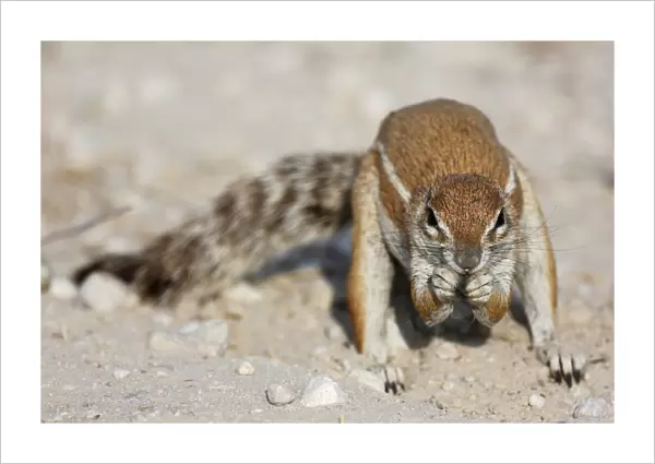 Cape Ground Squirrel (Xerus inauris) adult male, feeding, Kgalagadi Transfrontier Park, Kalahari Gemsbok N. P