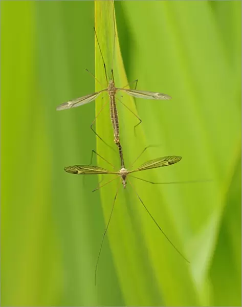 Cranefly (Tipulidae sp. ) adult pair, mating on leaf, Oxfordshire, England, June