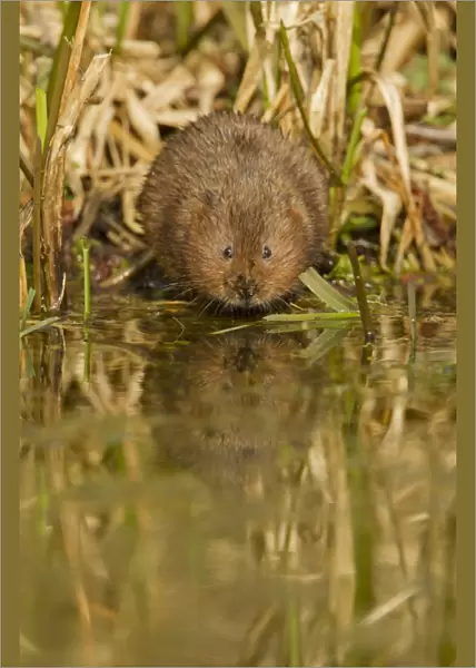 Water Vole (Arvicola terrestris) adult, standing at edge of water, Derbyshire, England, March
