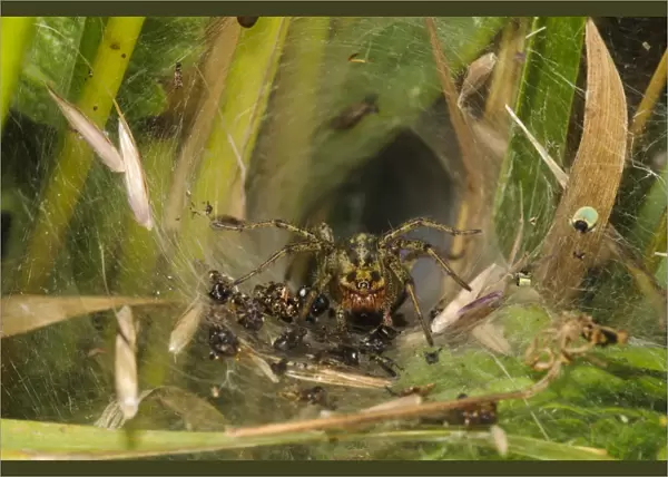 Labyrinth Spider (Agelena labyrinthica) adult, surrounded by remains of recent meals, in tunnel web