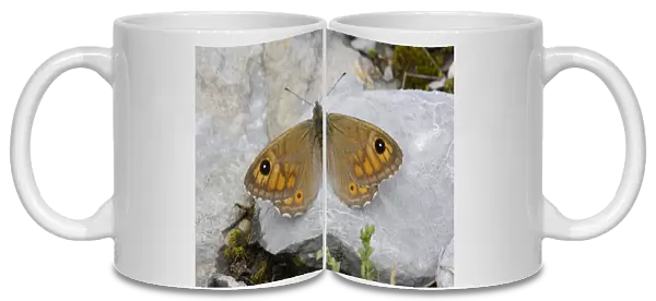 Large Wall Brown (Lasiommata maera) adult, resting on rock in mountain meadow, Valle de Hecho, Pyrenees, Spain, June