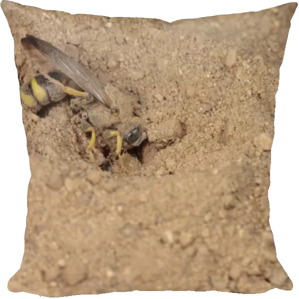 Solitary Wasp (Cerceris bupresticida) adult, with buprestid beetle prey, opening entrance to nest burrow