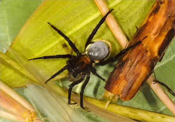 Water Spider (Argyroneta aquatica) adult, with abdominal air bubble, feeding on Emerald Damselfly (Lestes sponsa)