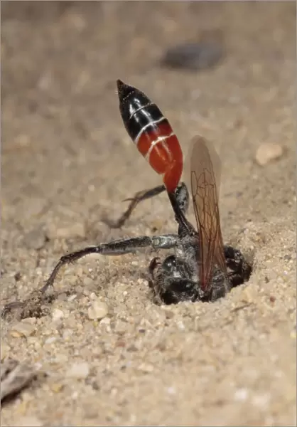 Sand Wasp (Sphex albisectus) adult female, digging nesting burrow, Chaine des Alpilles, Bouches-du-Rhone, Provence