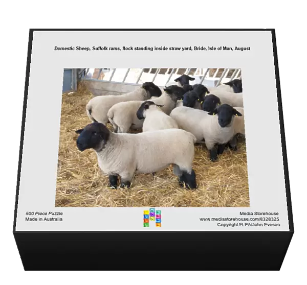 Domestic Sheep, Suffolk rams, flock standing inside straw yard, Bride, Isle of Man, August