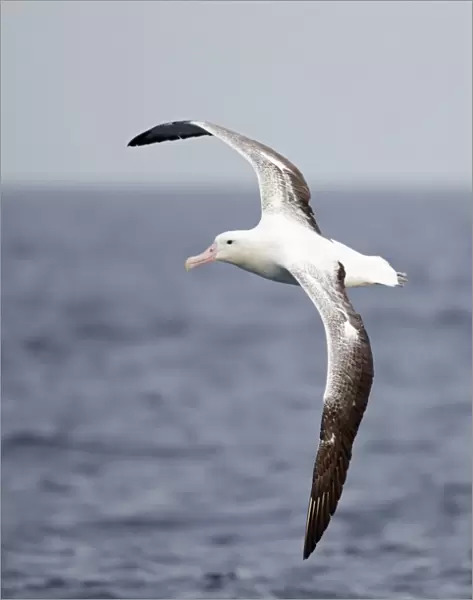 Southern Royal Albatross (Diomedea epomophora) adult, in flight over sea, off New Zealand, March