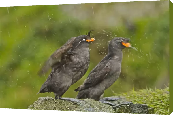Crested Auklet (Aethia cristatella) two adults, breeding plumage, shaking water from feathers