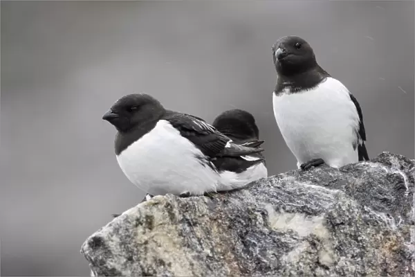 Little Auk (Alle alle) three adults, summer plumage, resting on rock during rainfall, Fulglesongen, Spitzbergen