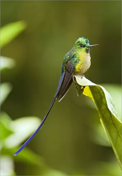 Violet-tailed Sylph (Aglaiocercus coelestis) adult male, perched on leaf in montane rainforest, Andes, Ecuador