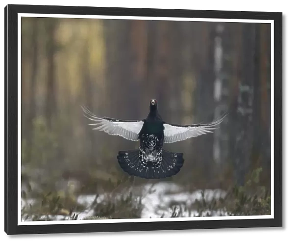 Western Capercaillie (Tetrao urogallus) adult male, flutter-jumping display at lek in snow covered coniferous forest