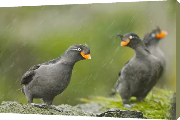 Crested Auklet (Aethia cristatella) three adults, breeding plumage, standing on rock during rainfall