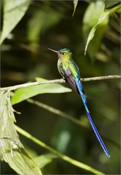 Violet-tailed Sylph (Aglaiocercus coelestis) adult male, perched on twig in montane rainforest, Andes, Ecuador