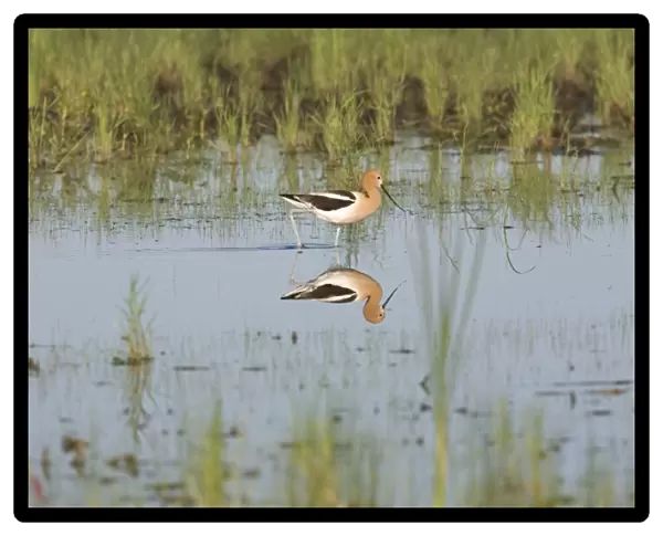 American Avocet (Recurvirostra americana) adult, breeding plumage, wading in shallow water with reflection