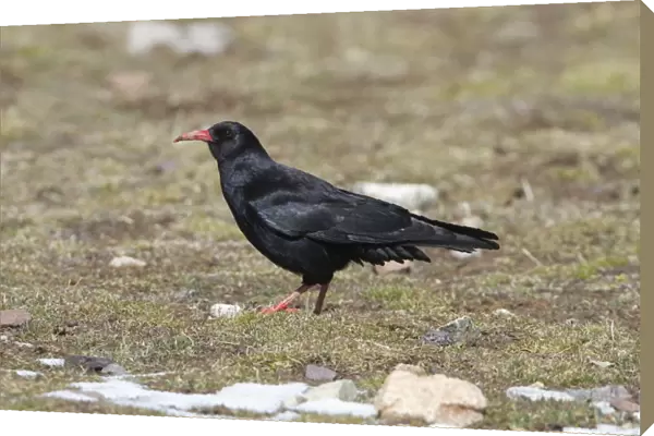 Red-billed Chough (Pyrrhocorax pyrrhocorax barbarus) North African subspecies, adult, standing on grass, Morocco, March