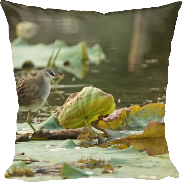 White-browed Crake (Porzana cinerea) adult, standing on waterlily leaves, Ang Trapaeng Thmor, Cambodia, January