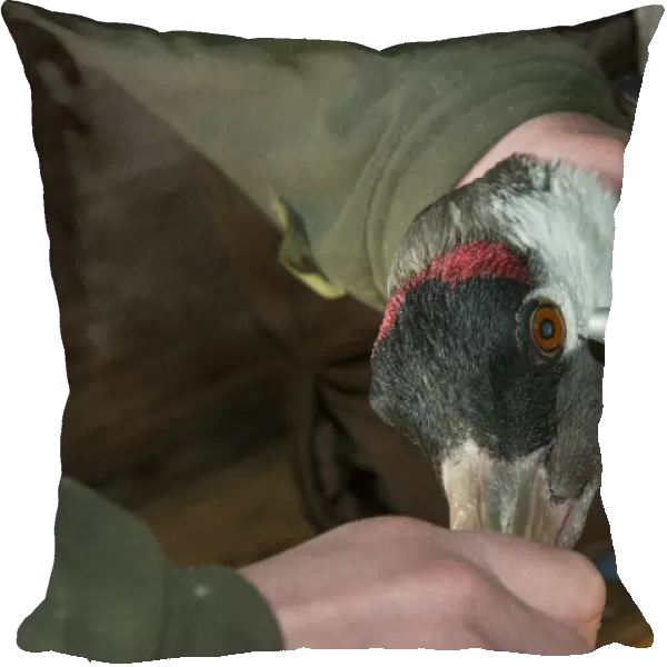 Common Crane (Grus grus) adult, close-up of head, with veterinary surgeon using rebound tonometer to check eye pressure