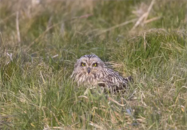 Short-eared Owl (Asio flammeus) adult, sitting on grass, Suffolk, England, April