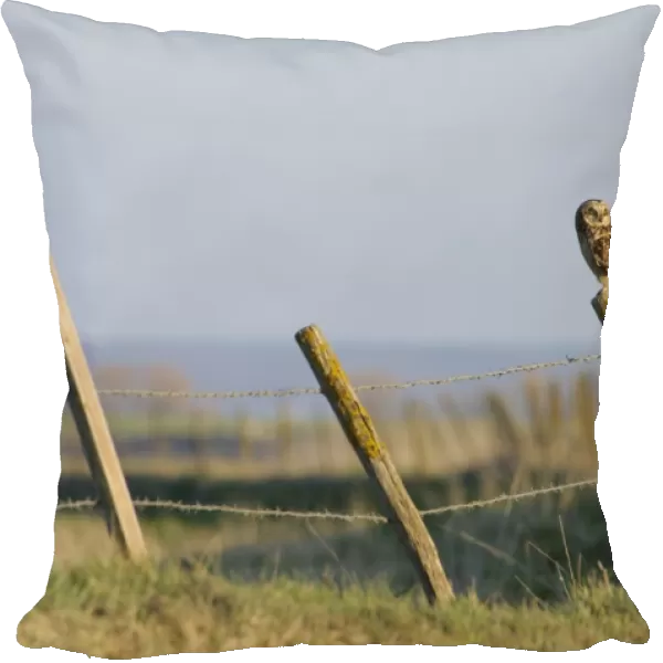 Short-eared Owl (Asio flammeus) adult, perched on lichen covered fencepost near raptor viewing point, Capel Fleet