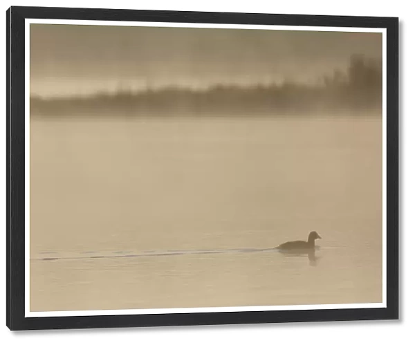 Common Coot (Fulica atra) adult, swimming on lake in early morning mist, West Yorkshire, England, July