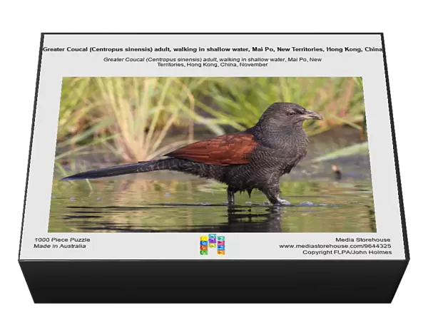 Greater Coucal (Centropus sinensis) adult, walking in shallow water, Mai Po, New Territories, Hong Kong, China