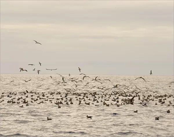 Corys Shearwater (Calonectris diomedea) flock, in flight and swimming on ocean surface, Azores, June