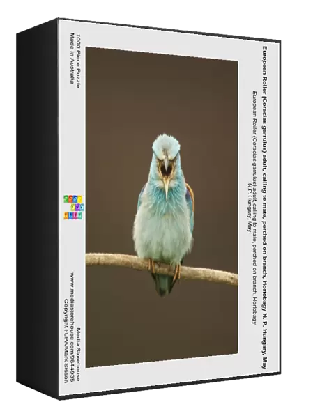 European Roller (Coracias garrulus) adult, calling to mate, perched on branch, Hortobagy N. P. Hungary, May