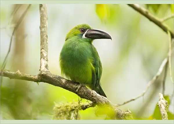 Crimson-rumped Toucanet (Aulacorhynchus haematopygus) adult, perched on branch in montane rainforest, Andes, Ecuador