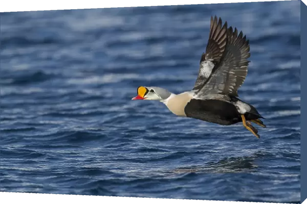 King Eider (Somateria spectabilis) adult male, in flight, taking off from water, Norway, March