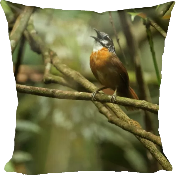 Spot-necked Babbler (Stachyris striolata guttata) adult, singing, perched on twig, Kaeng Krachan N. P. Thailand, May