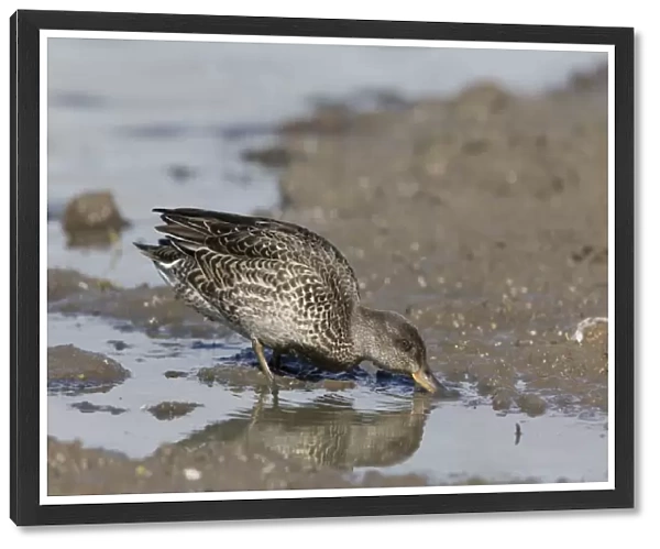 Common Teal (Anas crecca) adult female, feeding in shallow water, Suffolk, England, August