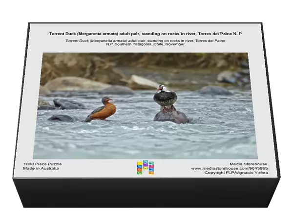 Torrent Duck (Merganetta armata) adult pair, standing on rocks in river, Torres del Paine N. P