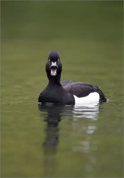Tufted Duck (Aythya fuligula) adult male, calling, swimming on lake in city parkland, London, England, May