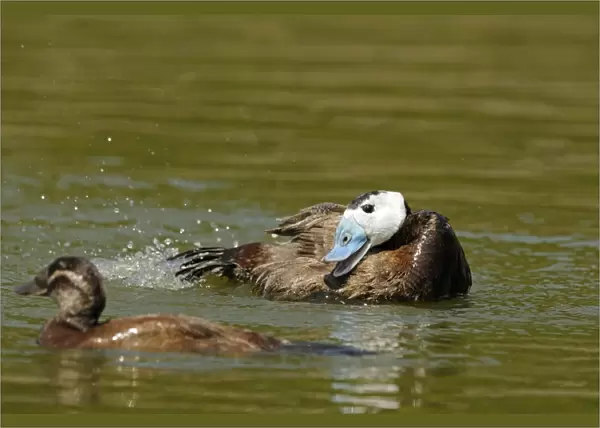 White-headed Duck (Oxyura leucocephala) adult male displaying to female, on water (captive)