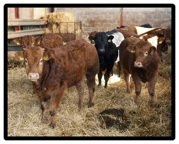 Domestic Cattle, young beef bulls, standing in straw bedded pen, Cumbria, England, November
