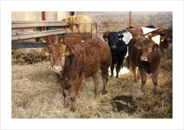 Domestic Cattle, young beef bulls, standing in straw bedded pen, Cumbria, England, November